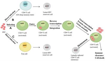 The reservoir of latent HIV